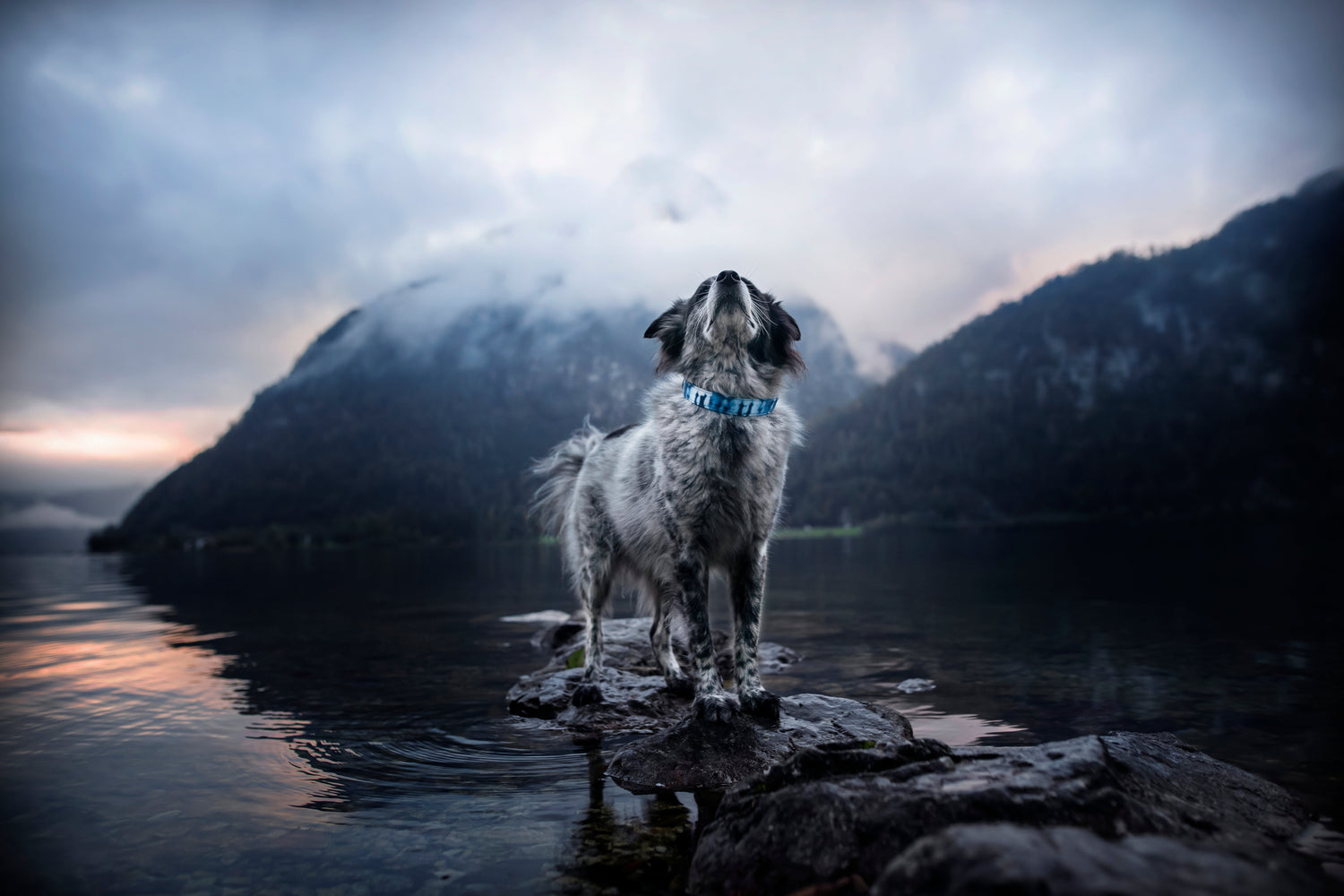 Collars - Alpine Tails