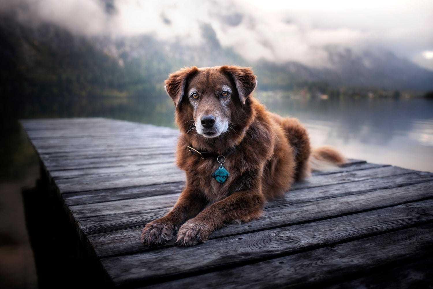 Pet Tags - Alpine Tails