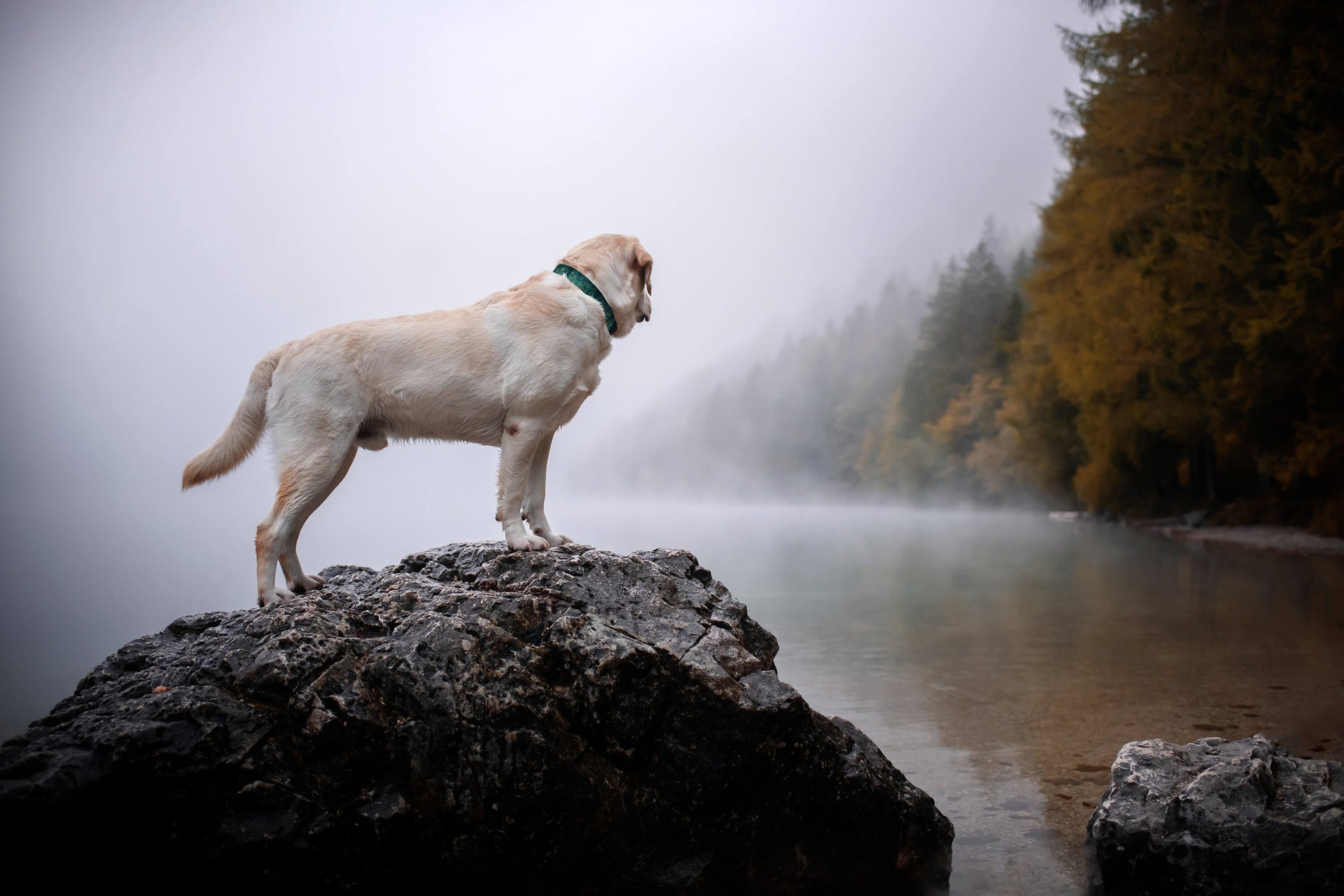 Teal Mountains | Dog collar