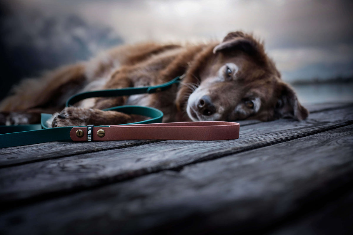 ALPINE DOG LEAD - Alpine Tails