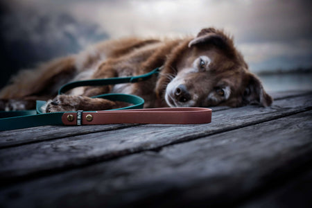 ALPINE DOG LEAD - Alpine Tails