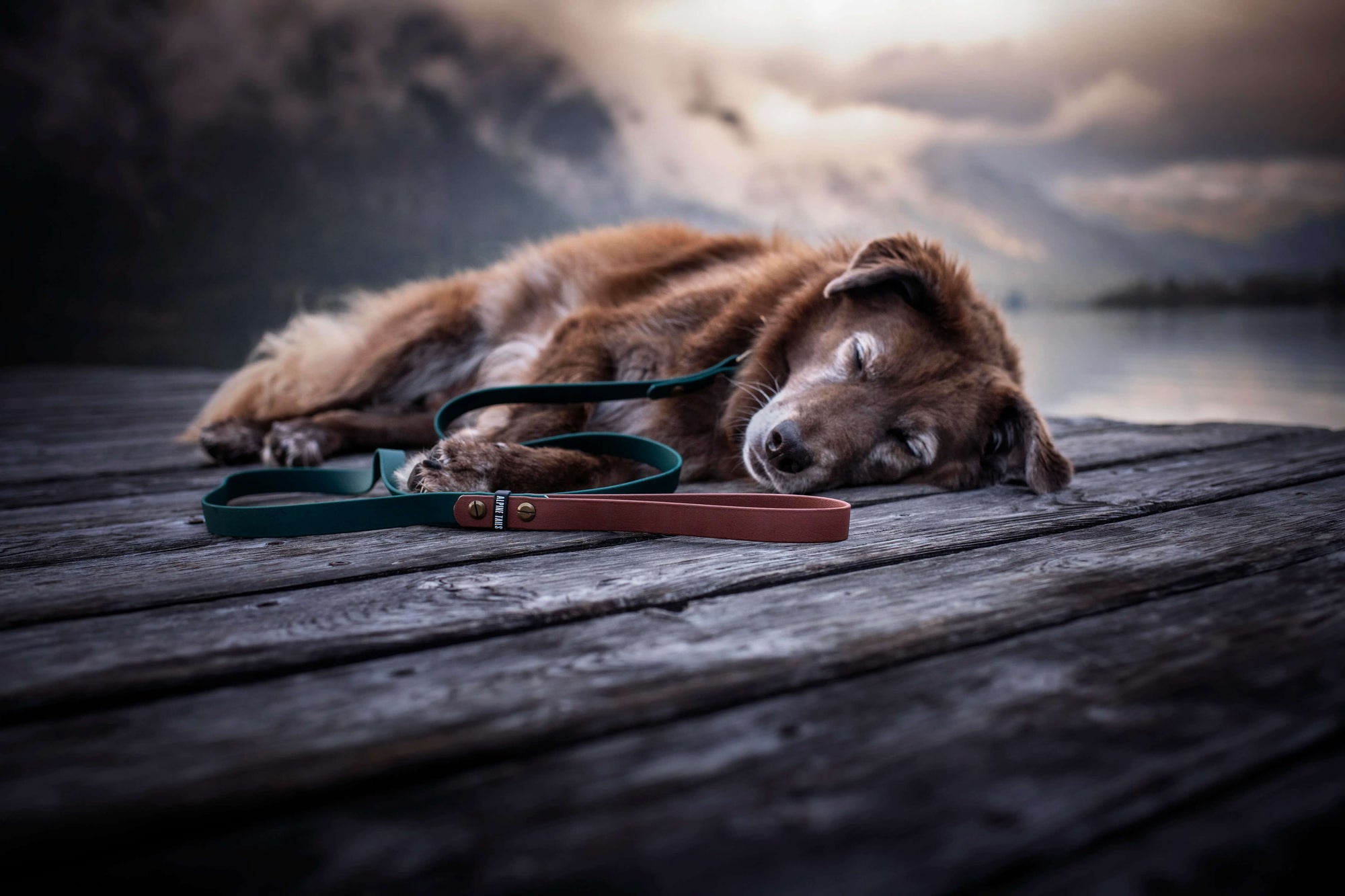 ALPINE | DOG LEASH - Alpine Tails