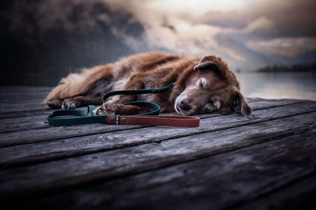 ALPINE | DOG LEASH - Alpine Tails