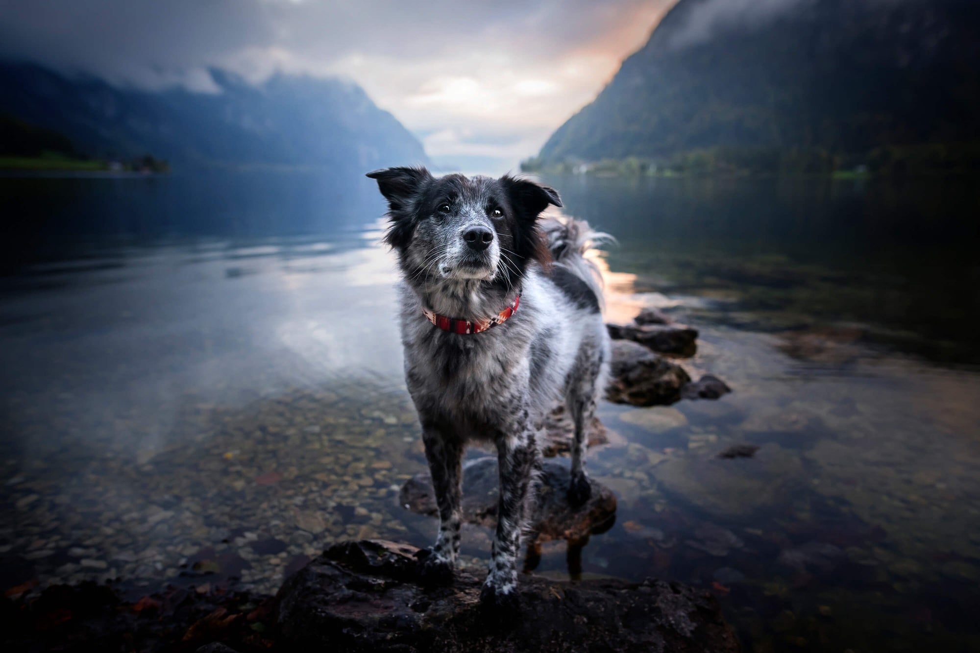 Teal Mountains | Dog collar - Alpine Tails